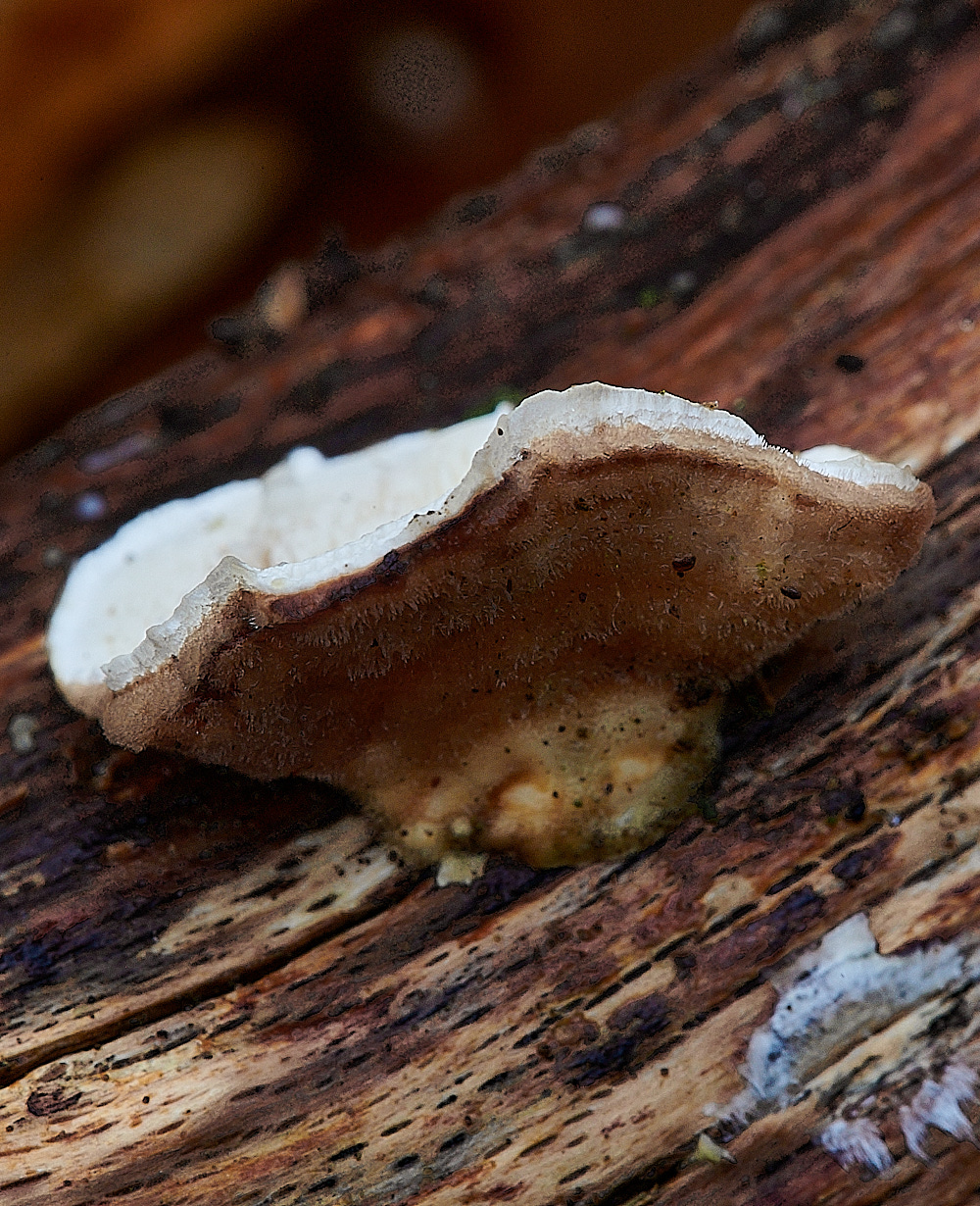 KenHillBracketSp181221-1