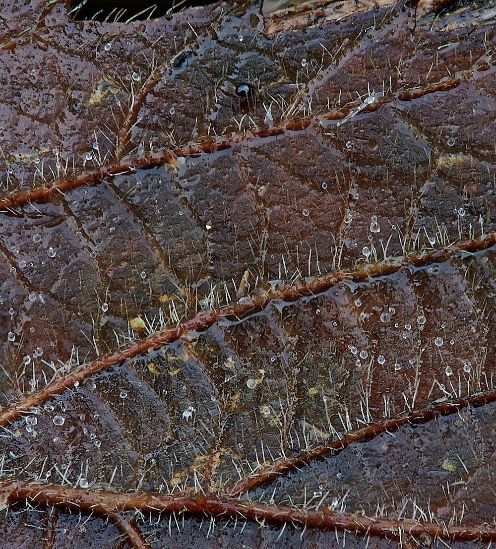 KenHillBramble181221-1