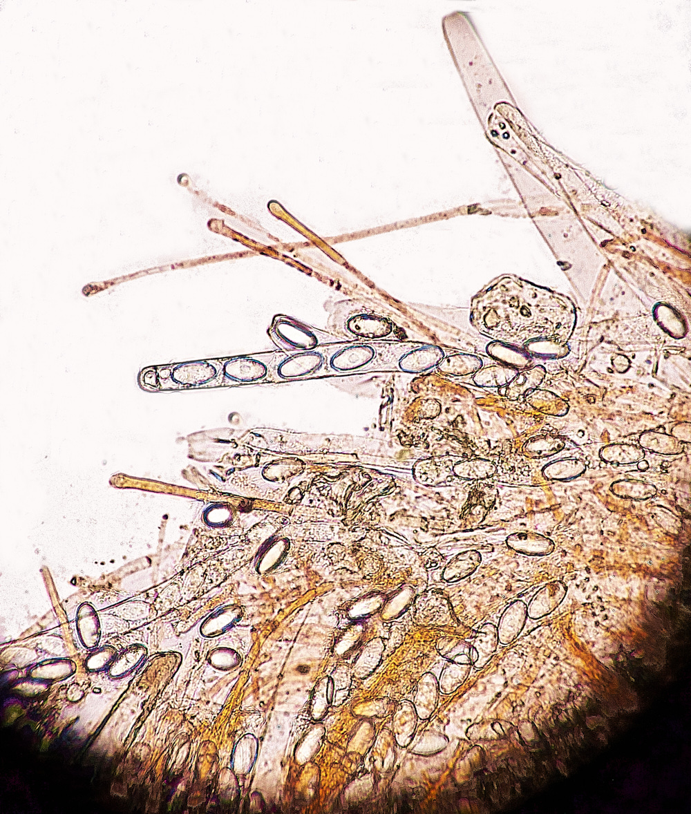 KenHillCfimicola181221-2