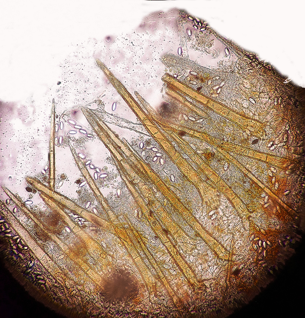 KenHillCfimicola181221-3