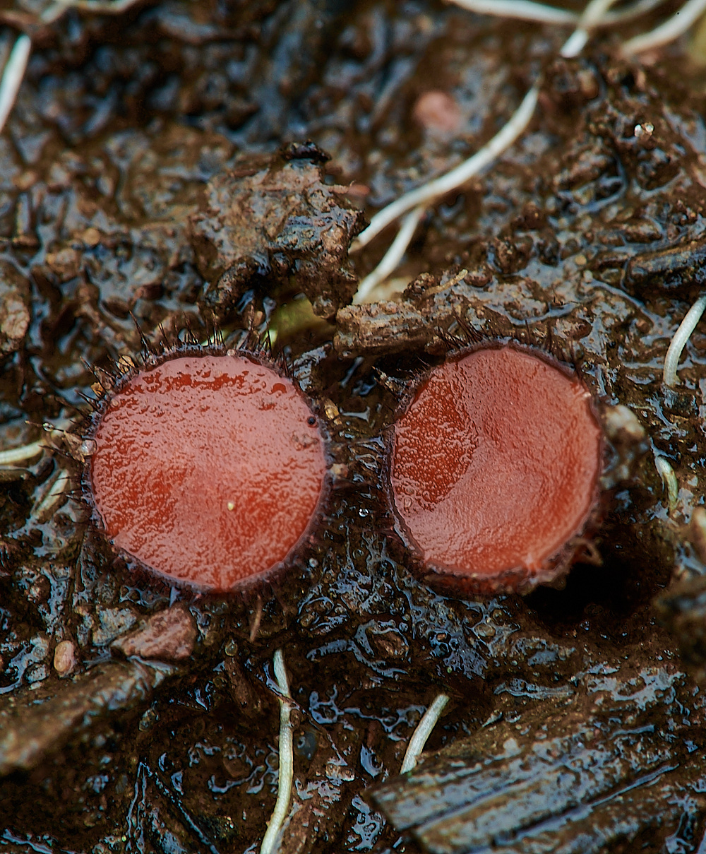 KenHillEyelash181221-1