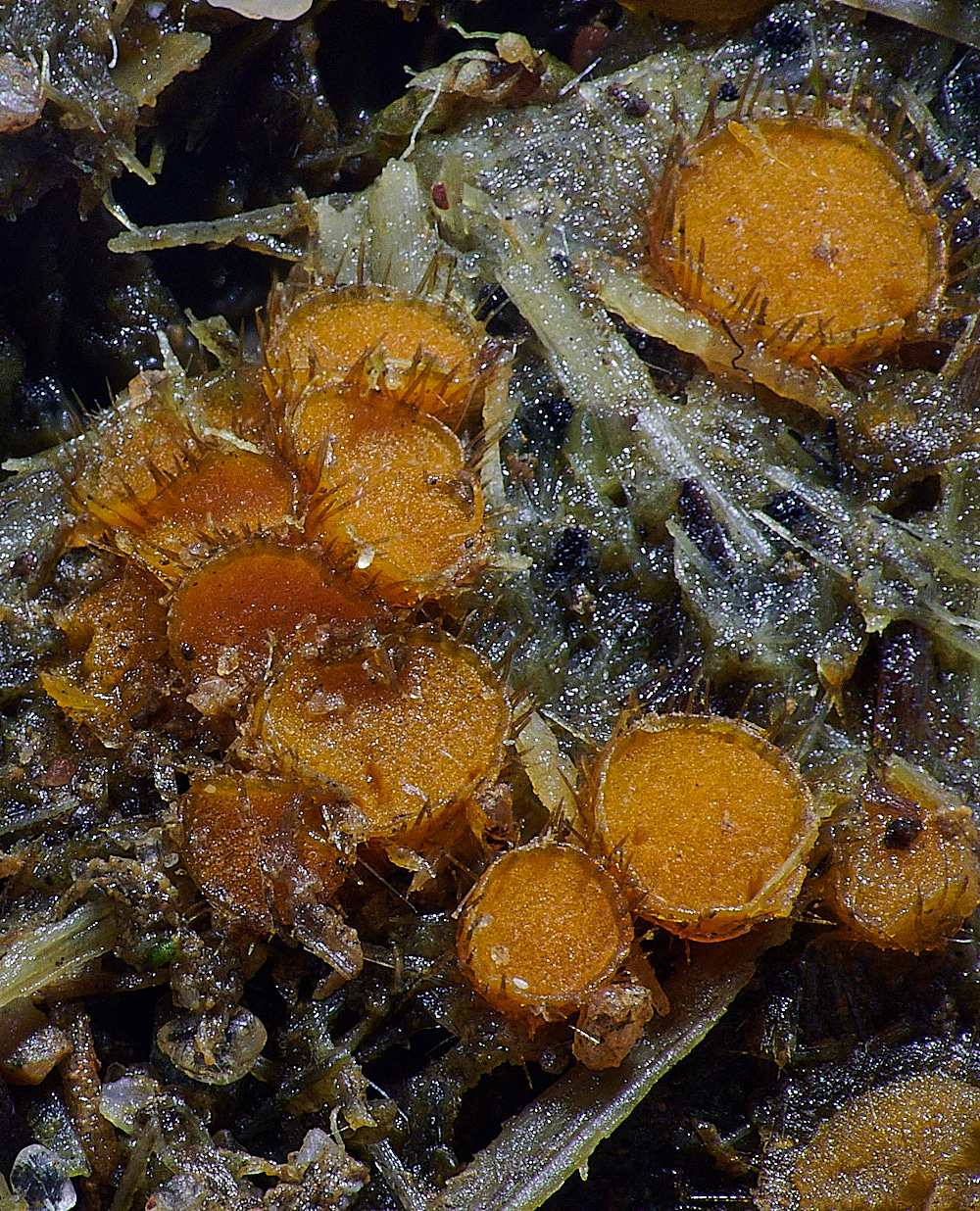 KenHillEyelash181221-2