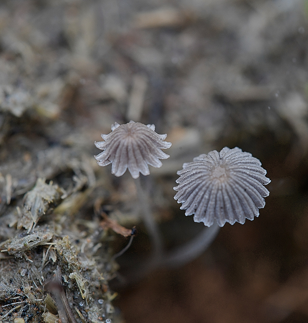 KenHillInkcapSp181221-1