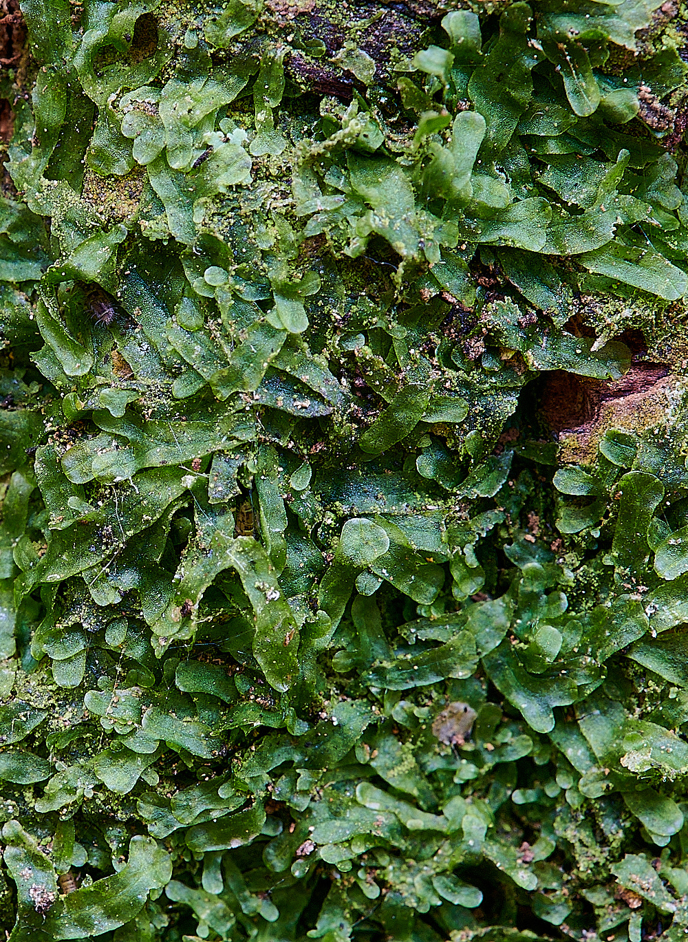 KenHillMfurcata181221-1