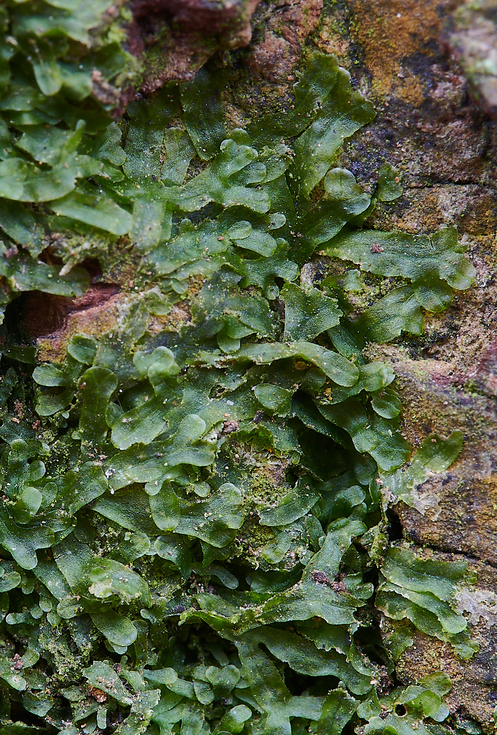 KenHillMfurcata181221-2