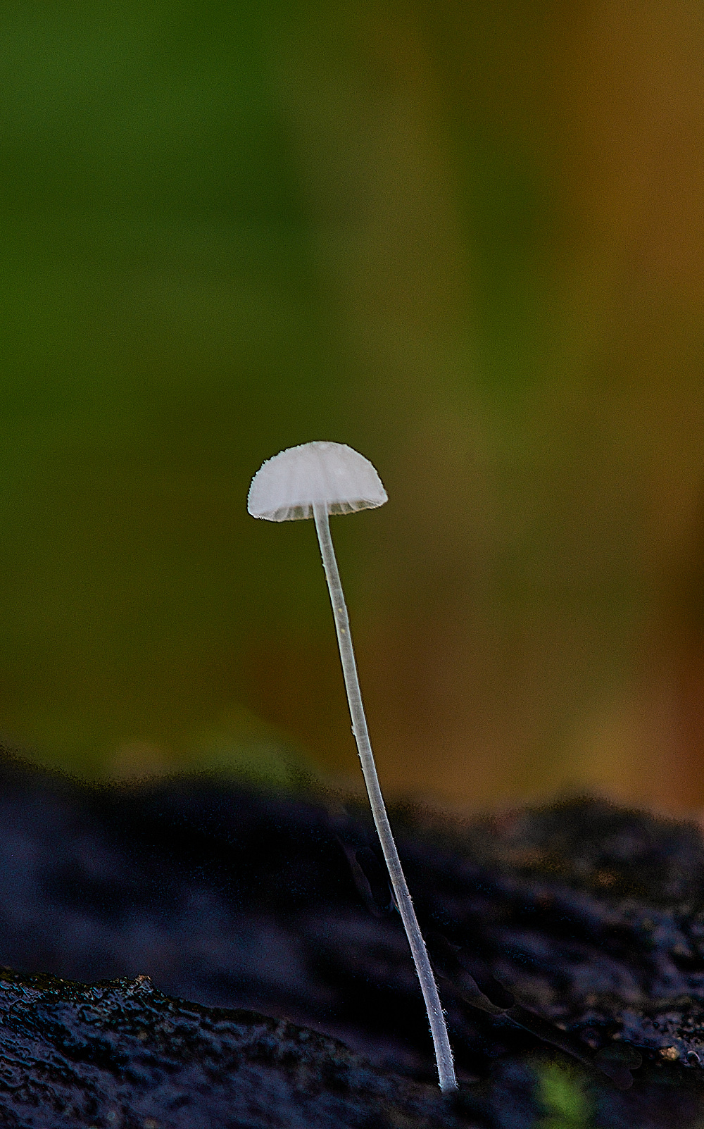 KenHillMycenaSp181221-1