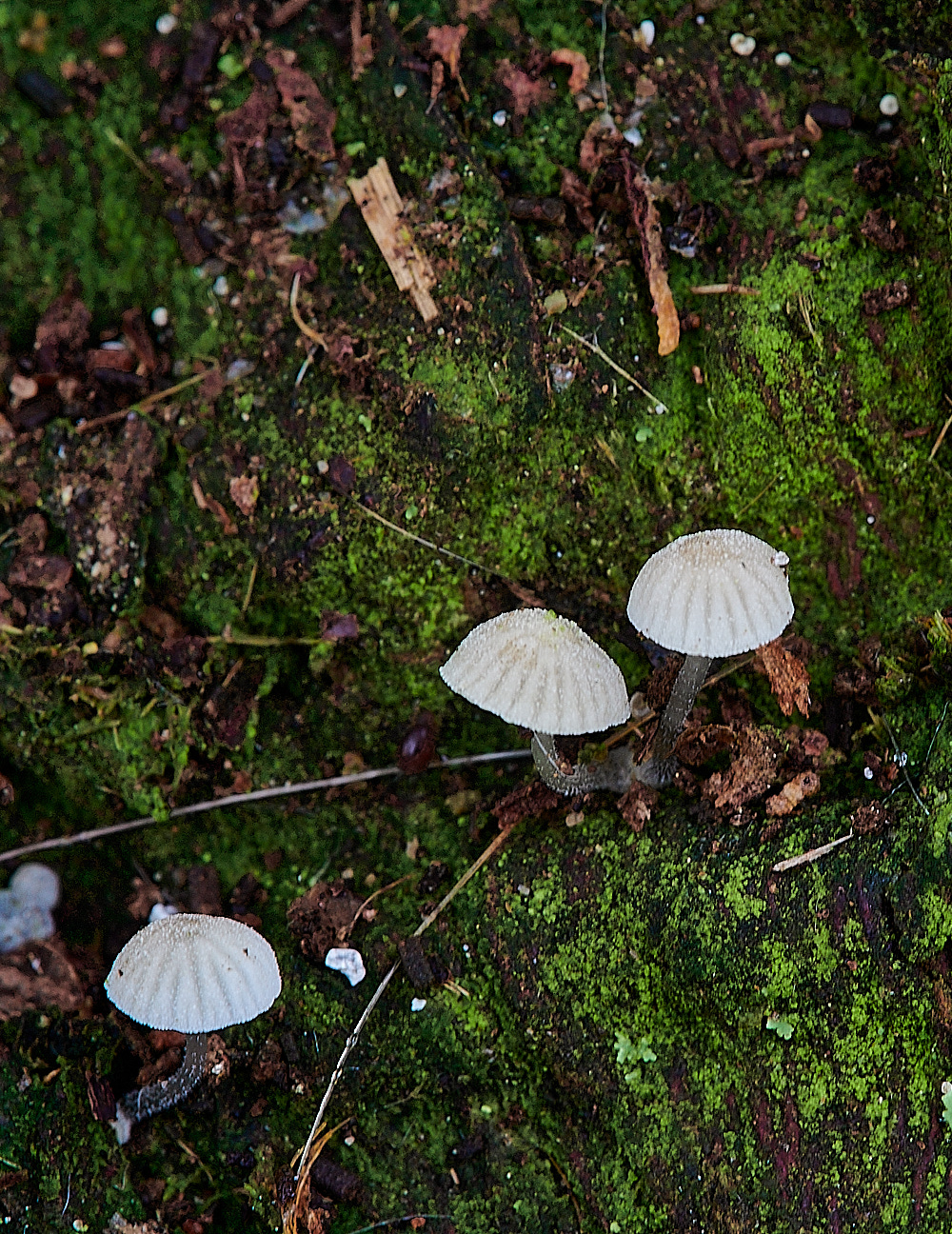 KenHillMycenaSp2181221-1