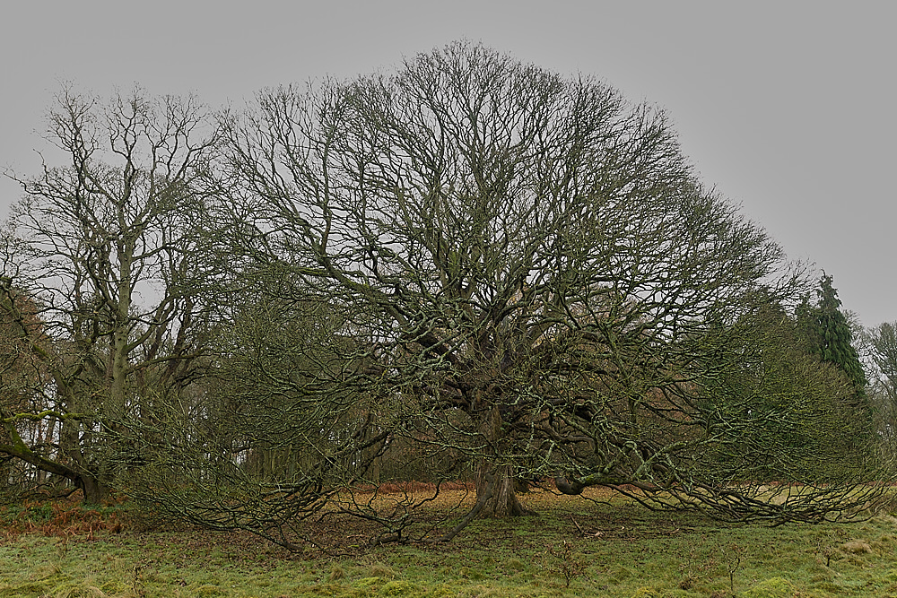 KenHillPasture181221-2