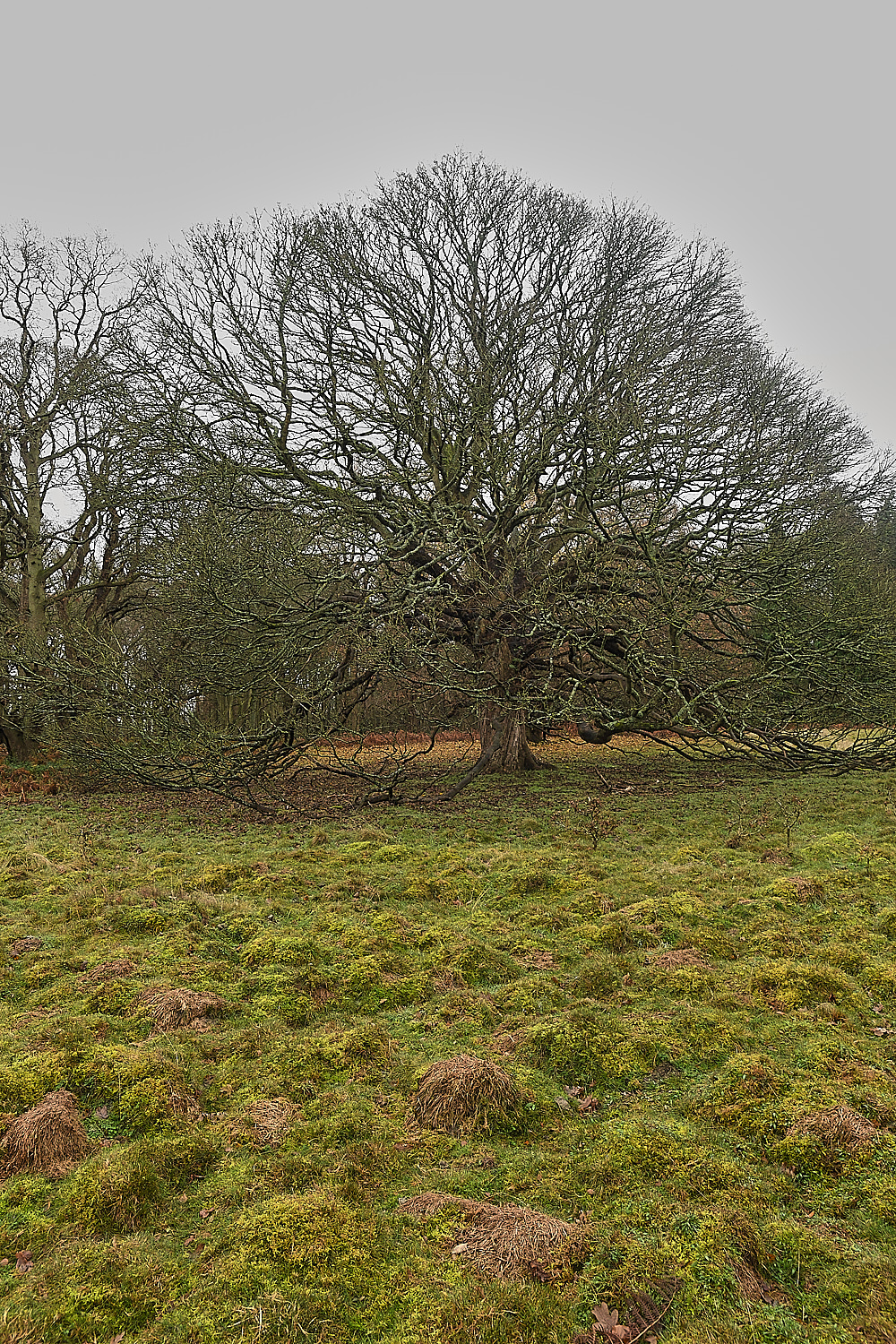 KenHillPasture181221-3