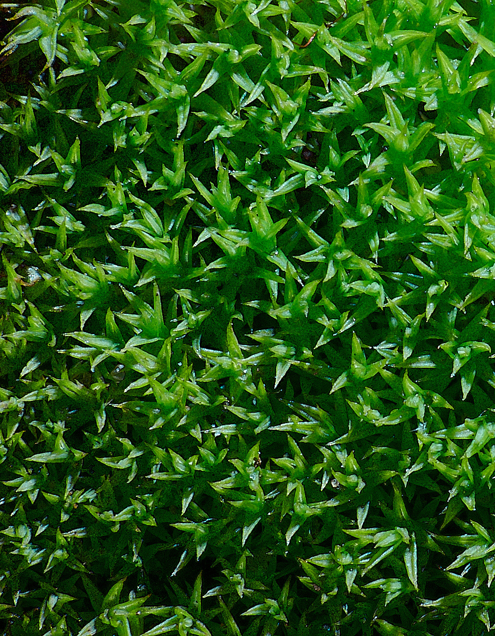 KenHillPhornschuchianum181221-1