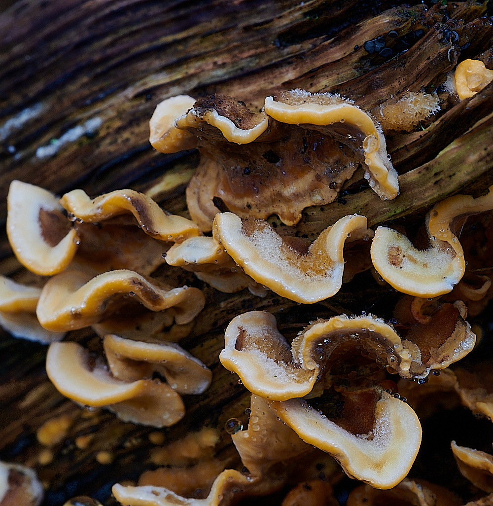 KenHillShirsutum181221-1