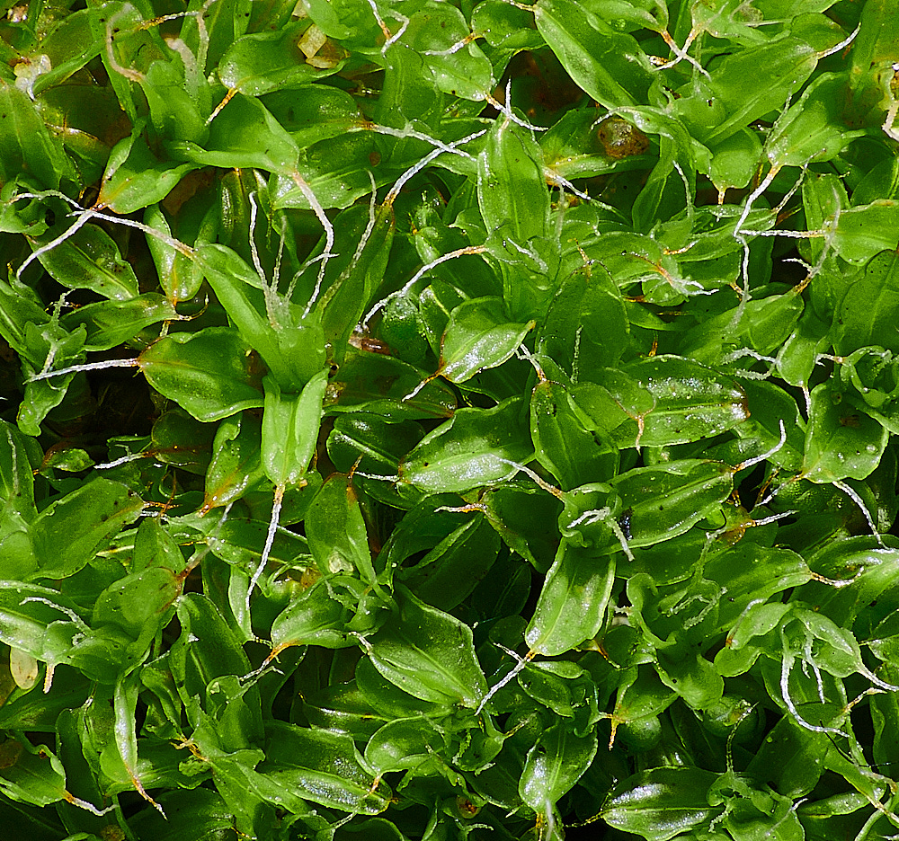 KenHillSruralis181221-1