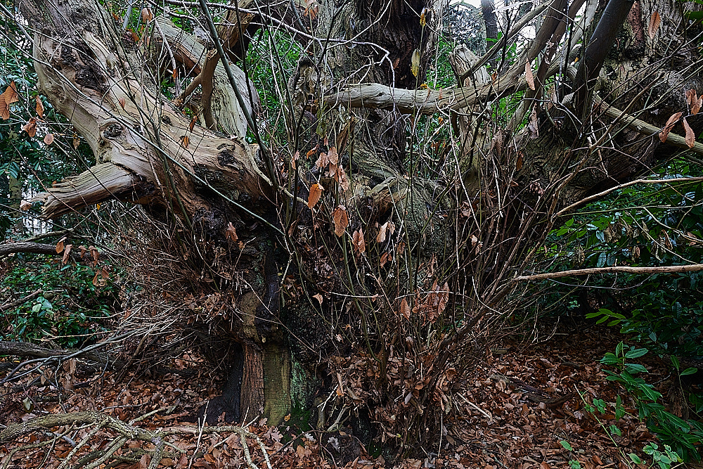 KenHillSweetChestnut181221-1