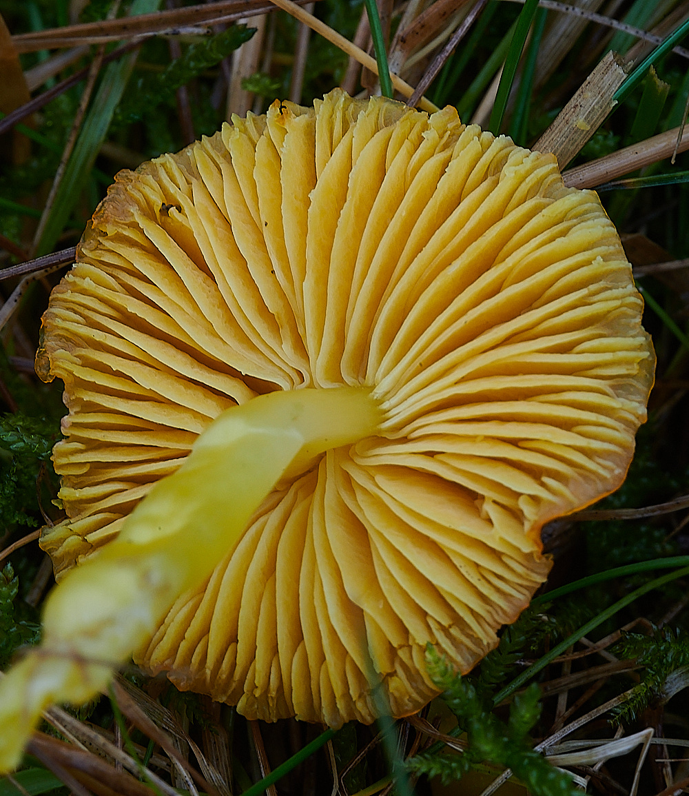 KenHillYellowWaxcap181221-2