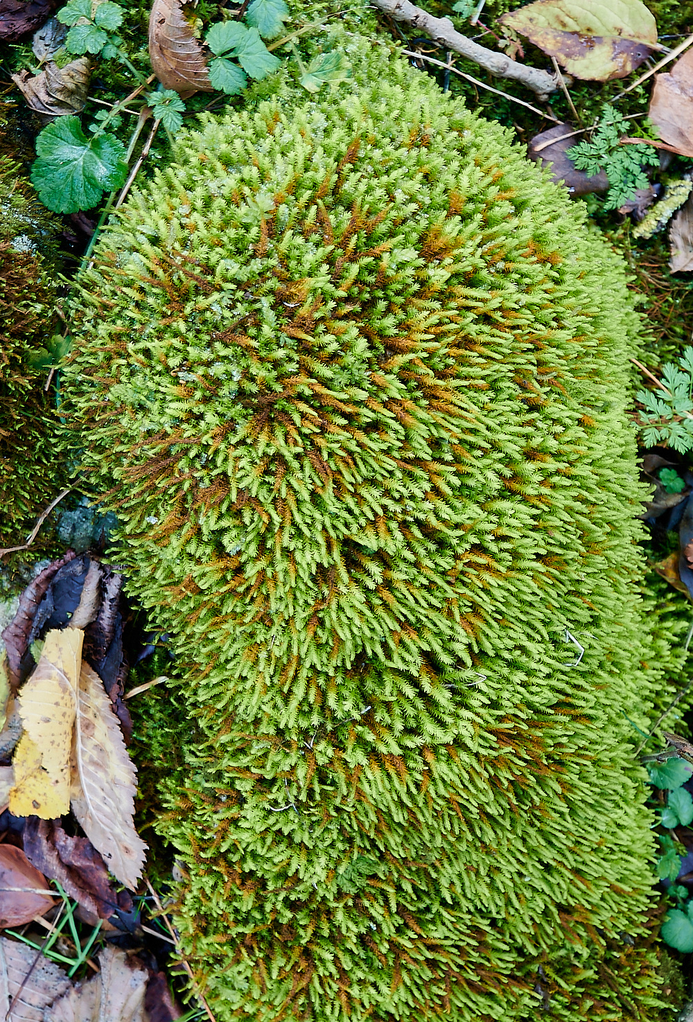 Monk'sDaleAviticulosus211121-1