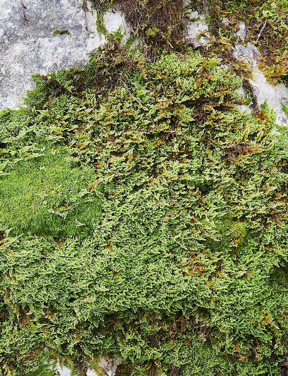 Monk'sDaleComb-moss211121-1