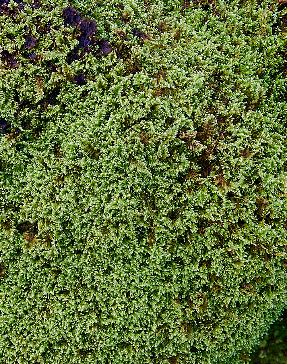 Monk'sDaleComb-moss211121-2