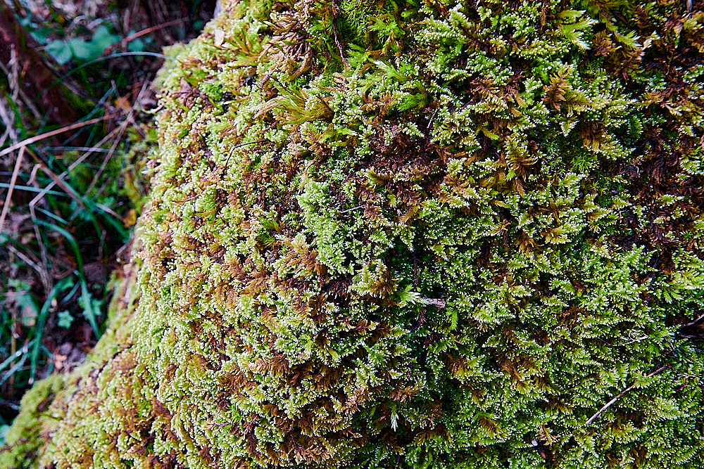 Monk'sDaleComb-moss211121-3