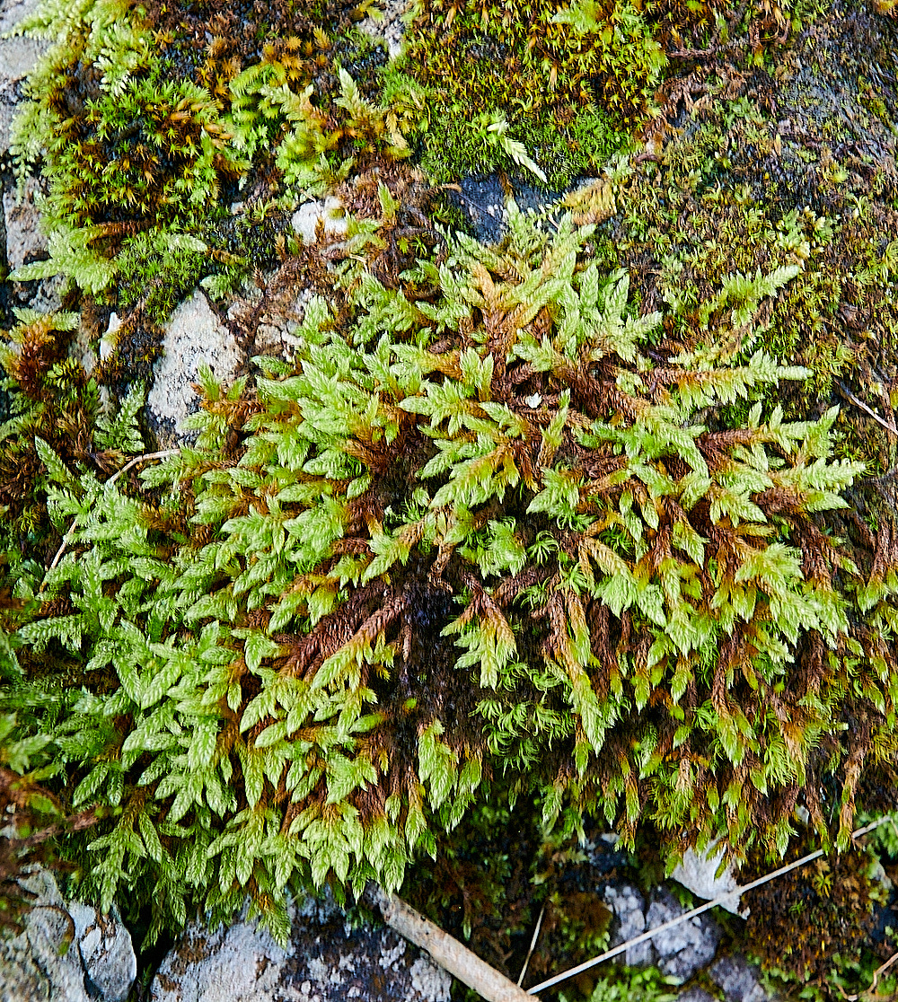 Monk'sDaleMoss2211121-1
