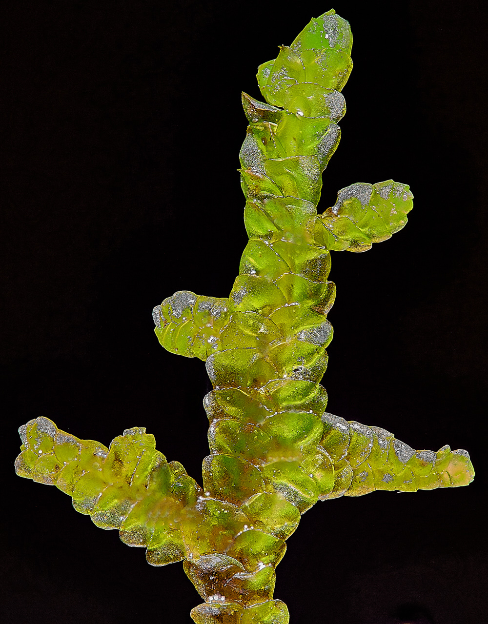 Monk'sDaleWallScalewort211121-1 1 1