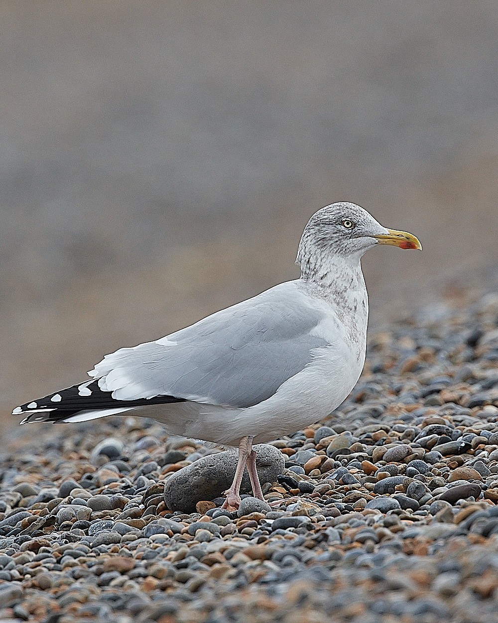 SalthouseHerringGull071221-1
