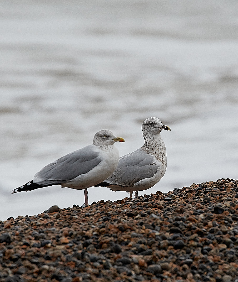 SalthouseHerringGull071221-3