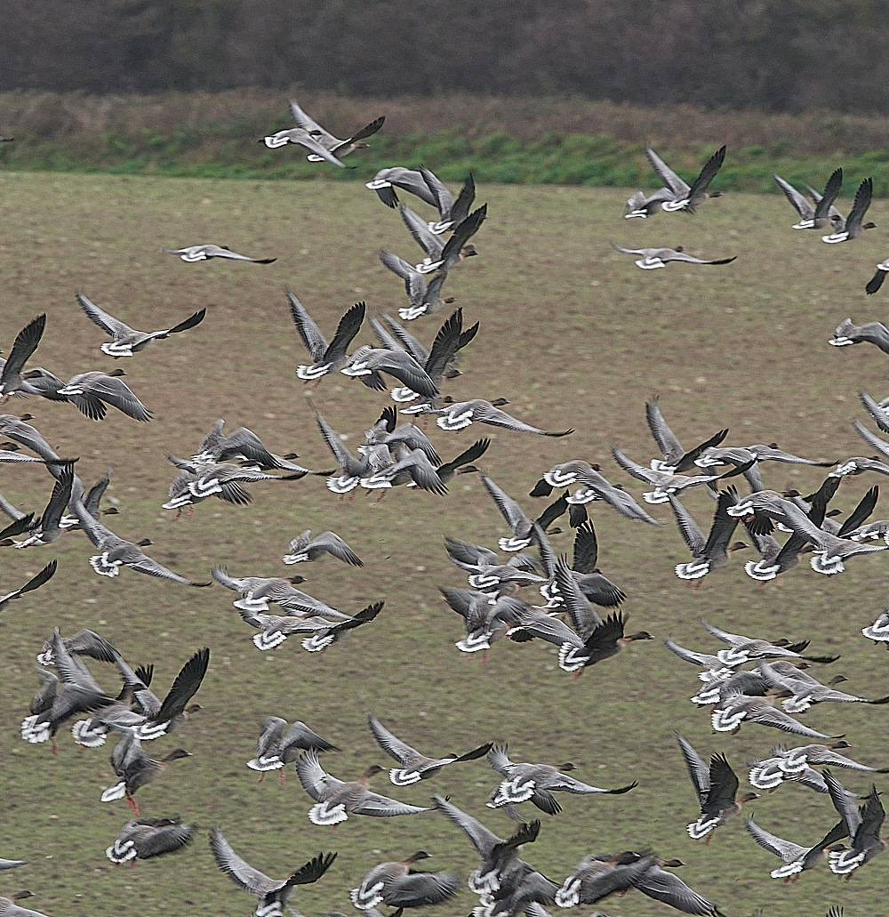 SalthousePinkfeet071221-1