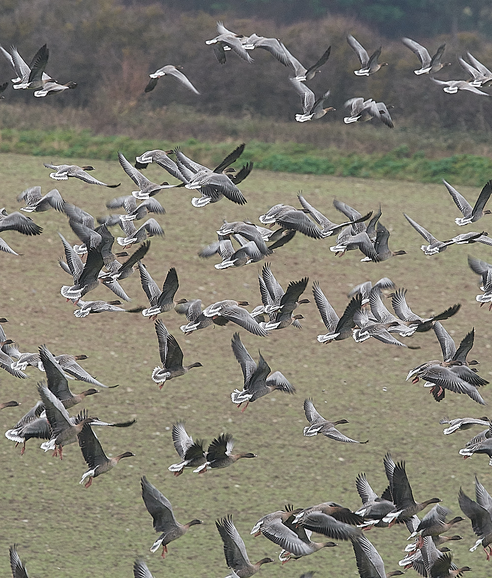 SalthousePinkfeet071221-2