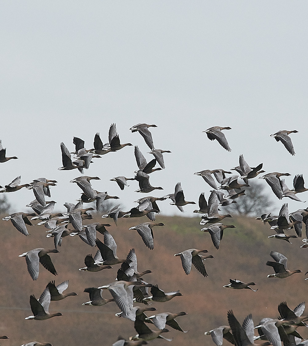 SalthousePinkfeet071221-3