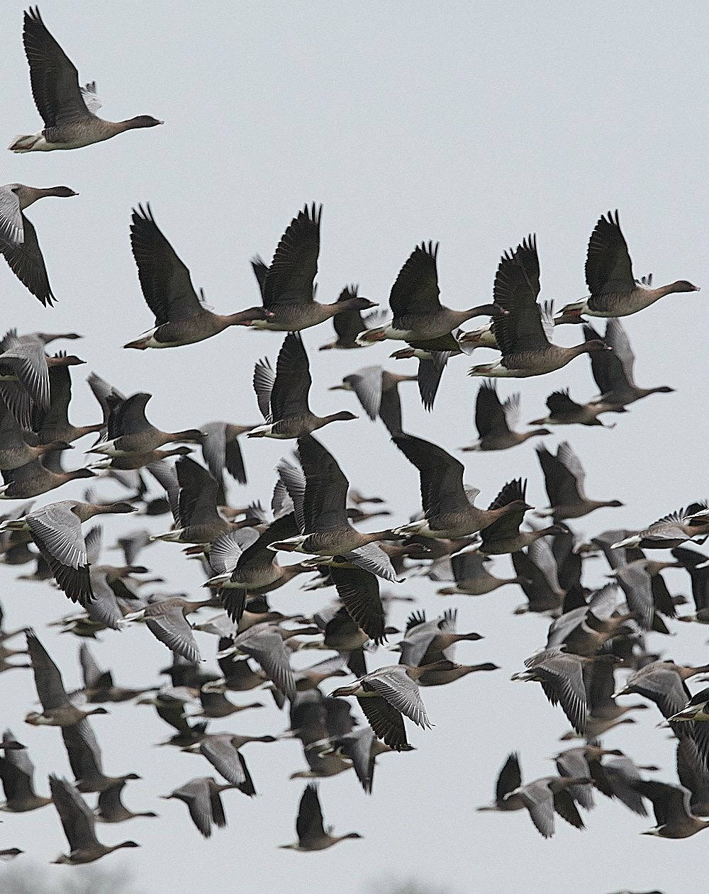 SalthousePinkfeet071221-4