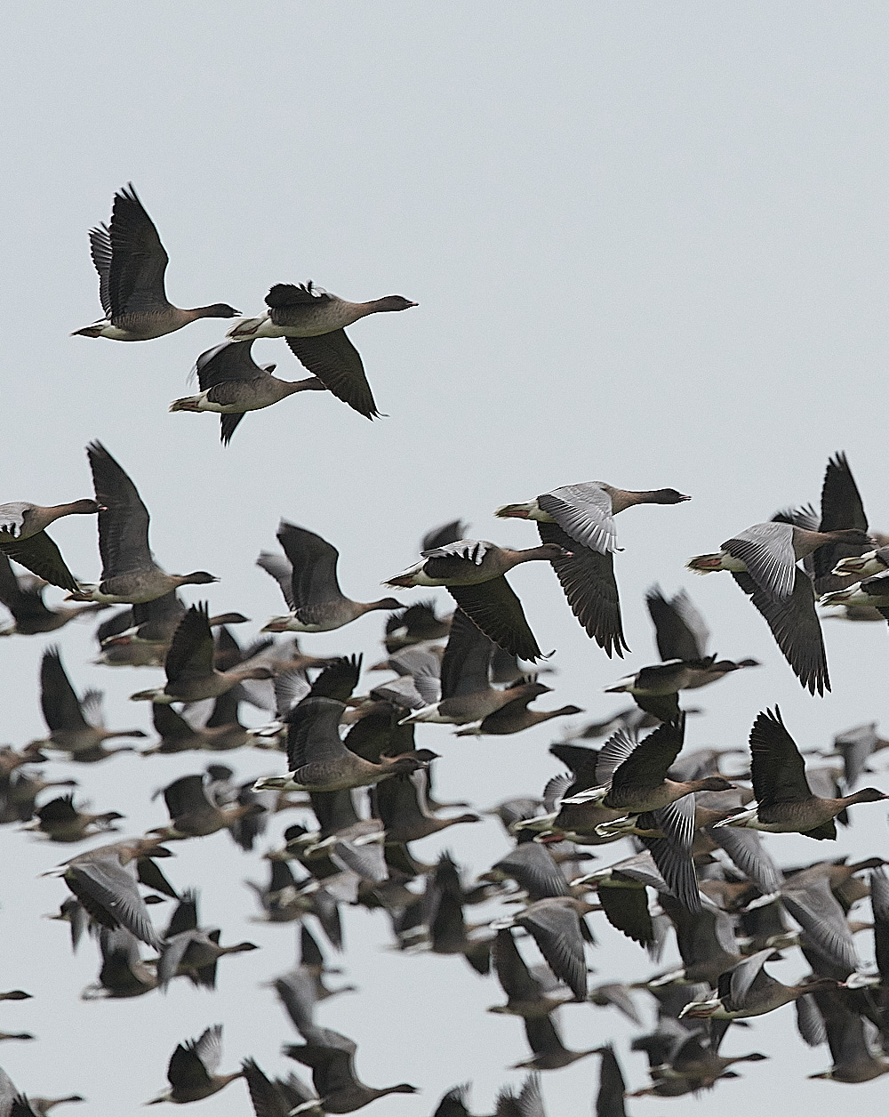 SalthousePinkfeet071221-5