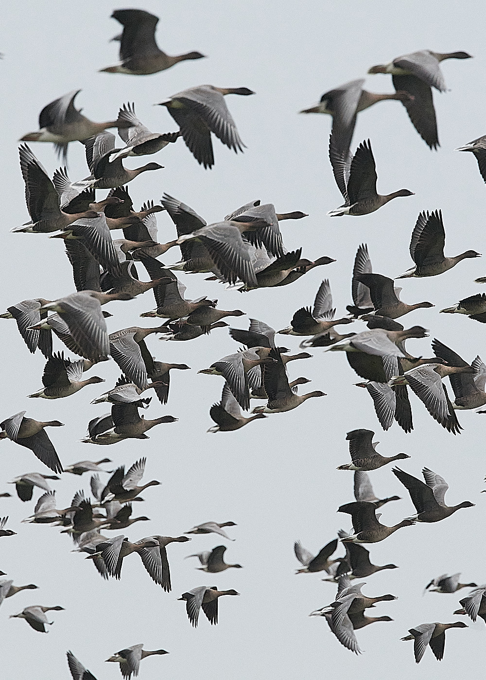 SalthousePinkfeet071221-6