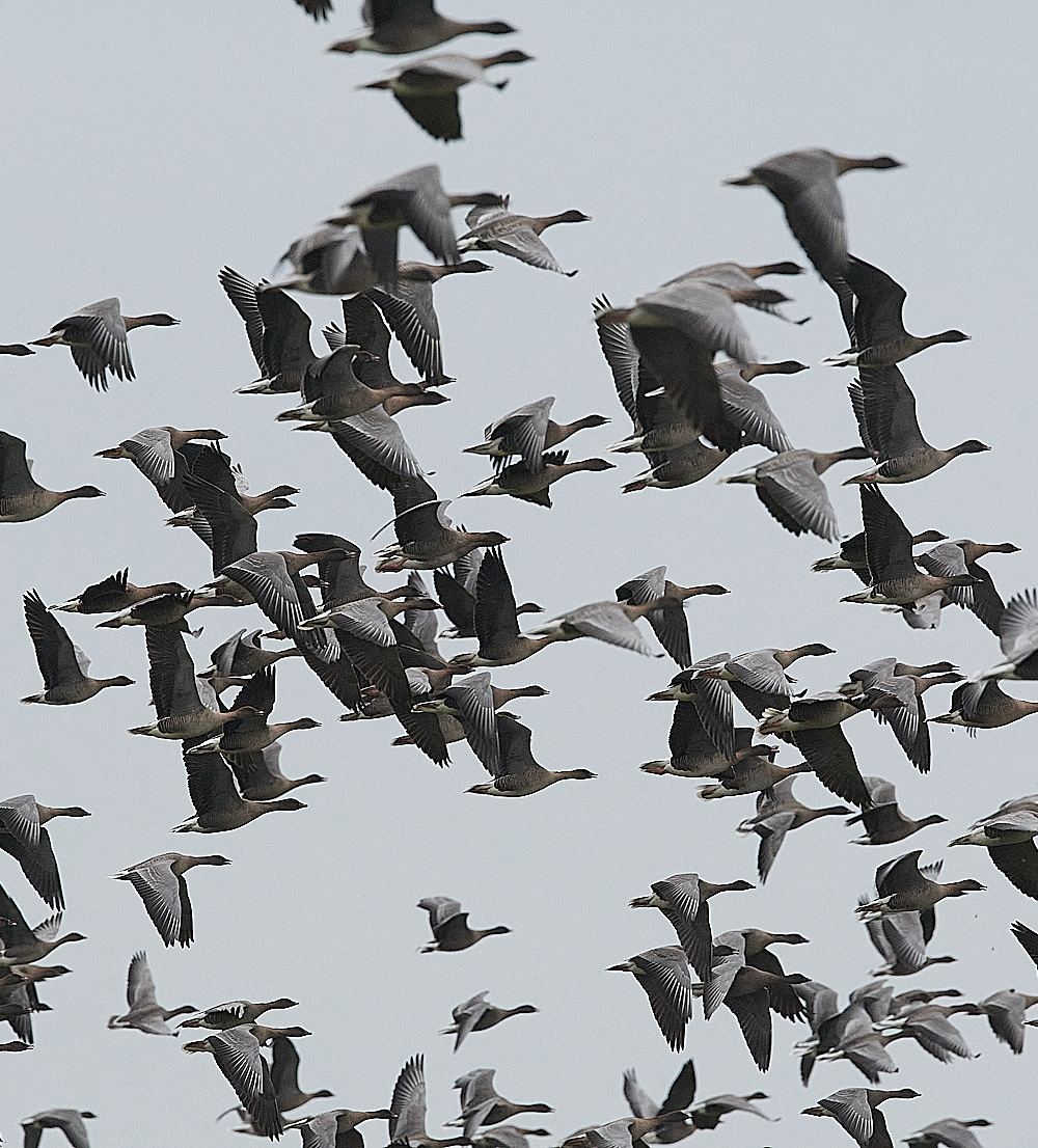 SalthousePinkfeet071221-7