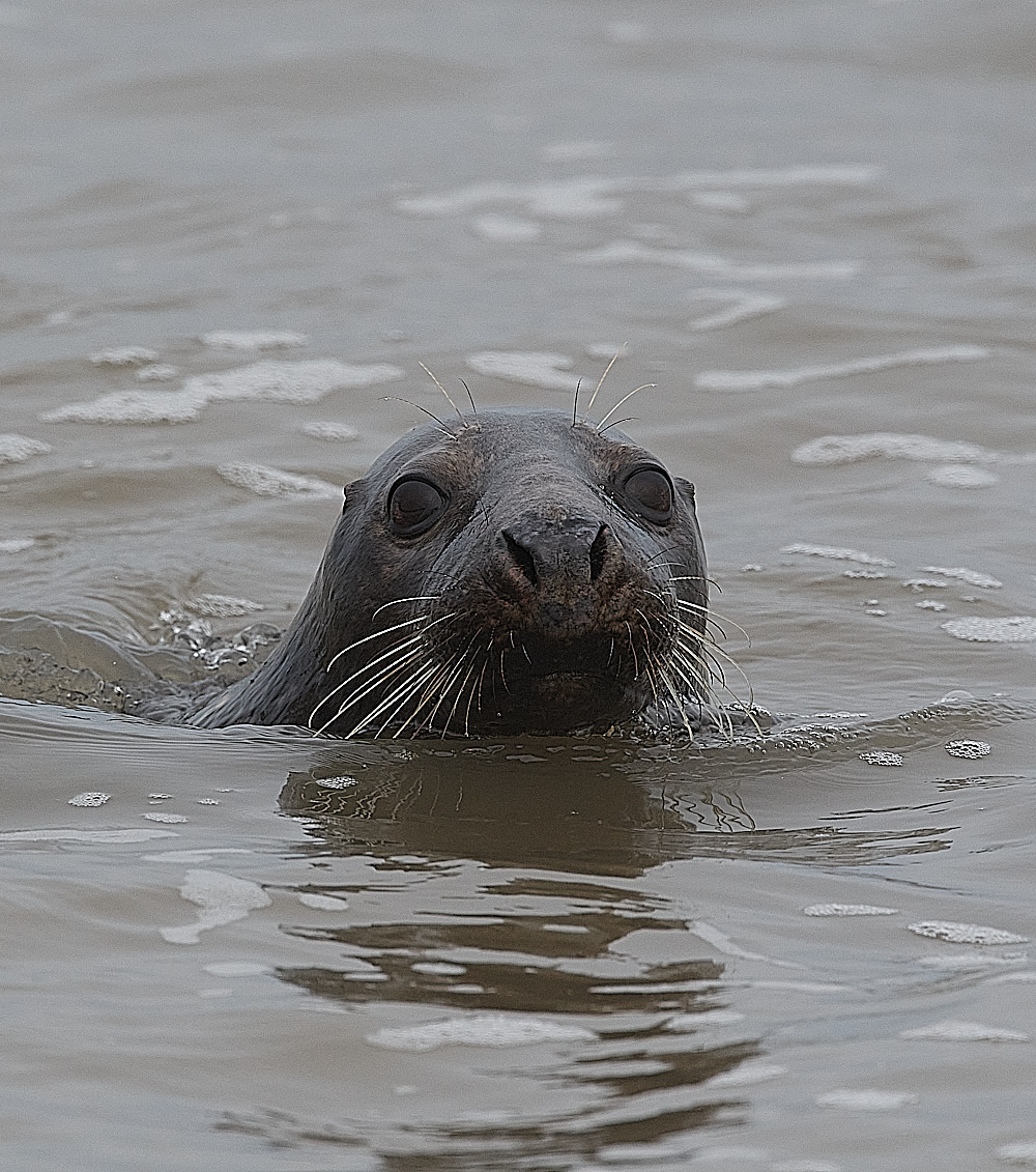 SalthouseSeal071221-1