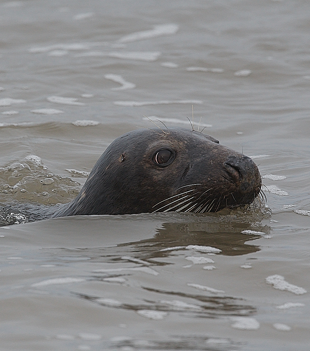 SalthouseSeal071221-2