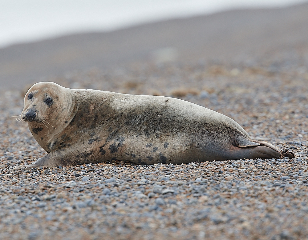 SalthouseSeal071221-3