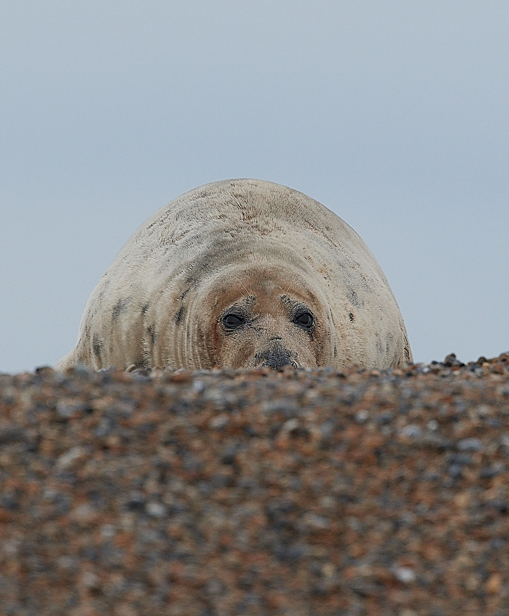 SalthouseSeal071221-4