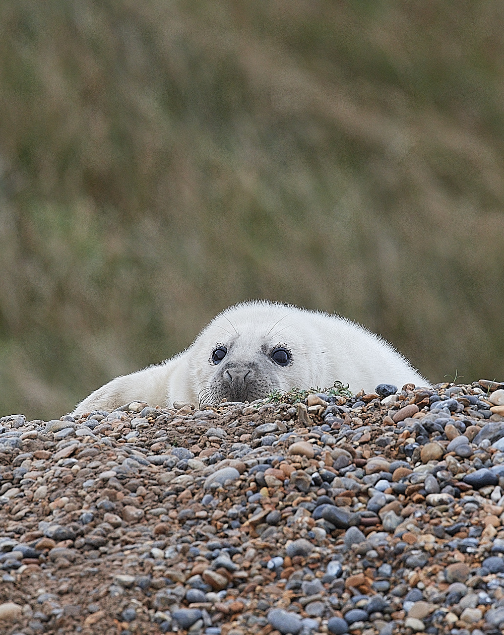 SalthouseSeal071221-5