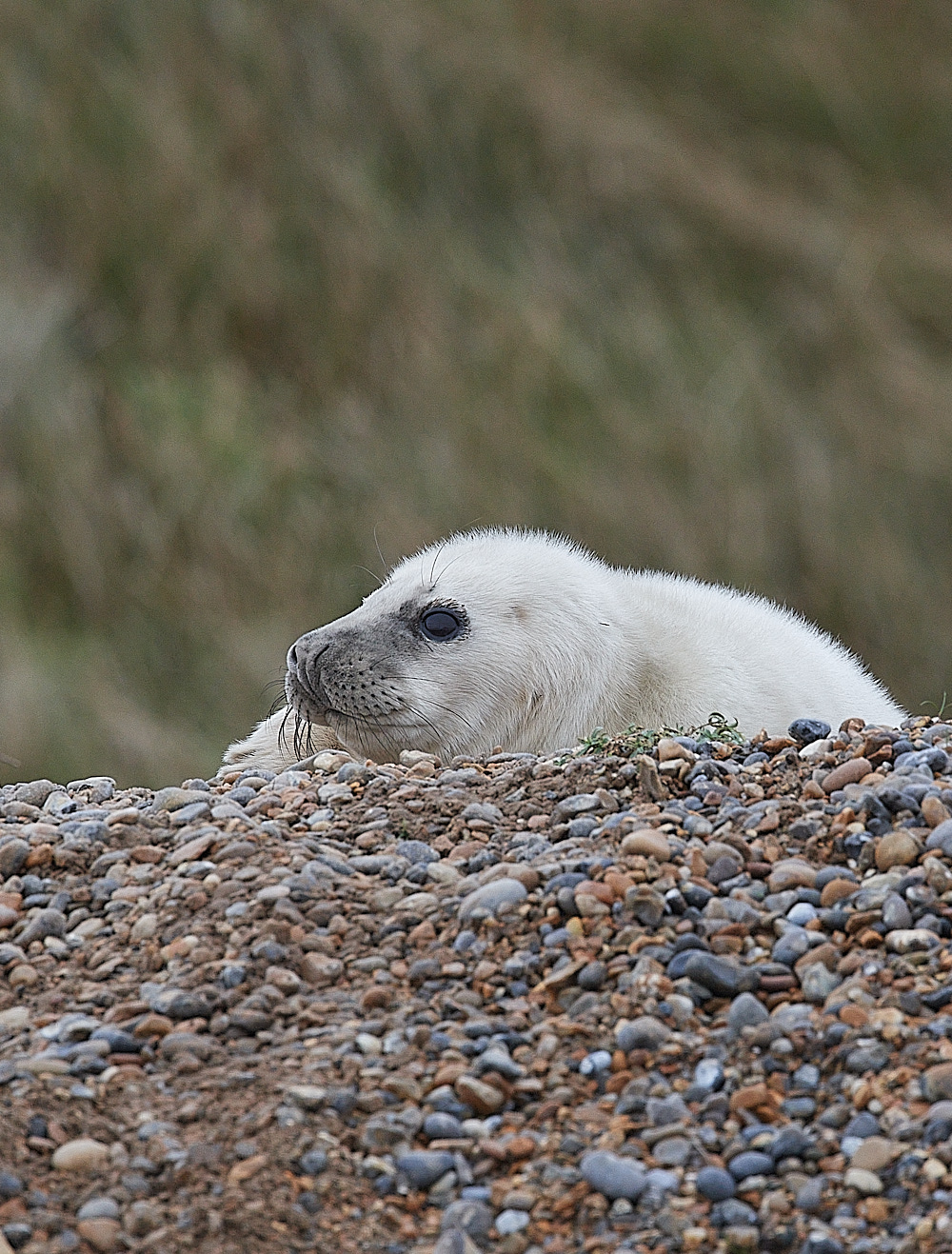 SalthouseSeal071221-6