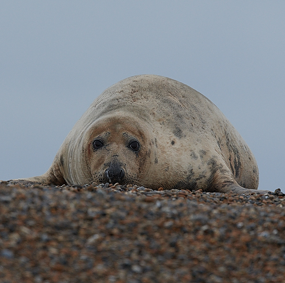 SalthouseSeal071221-7