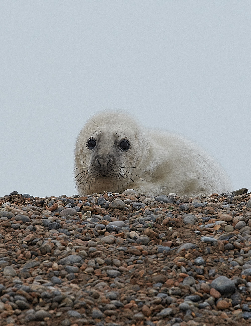 SalthouseSeal071221-8