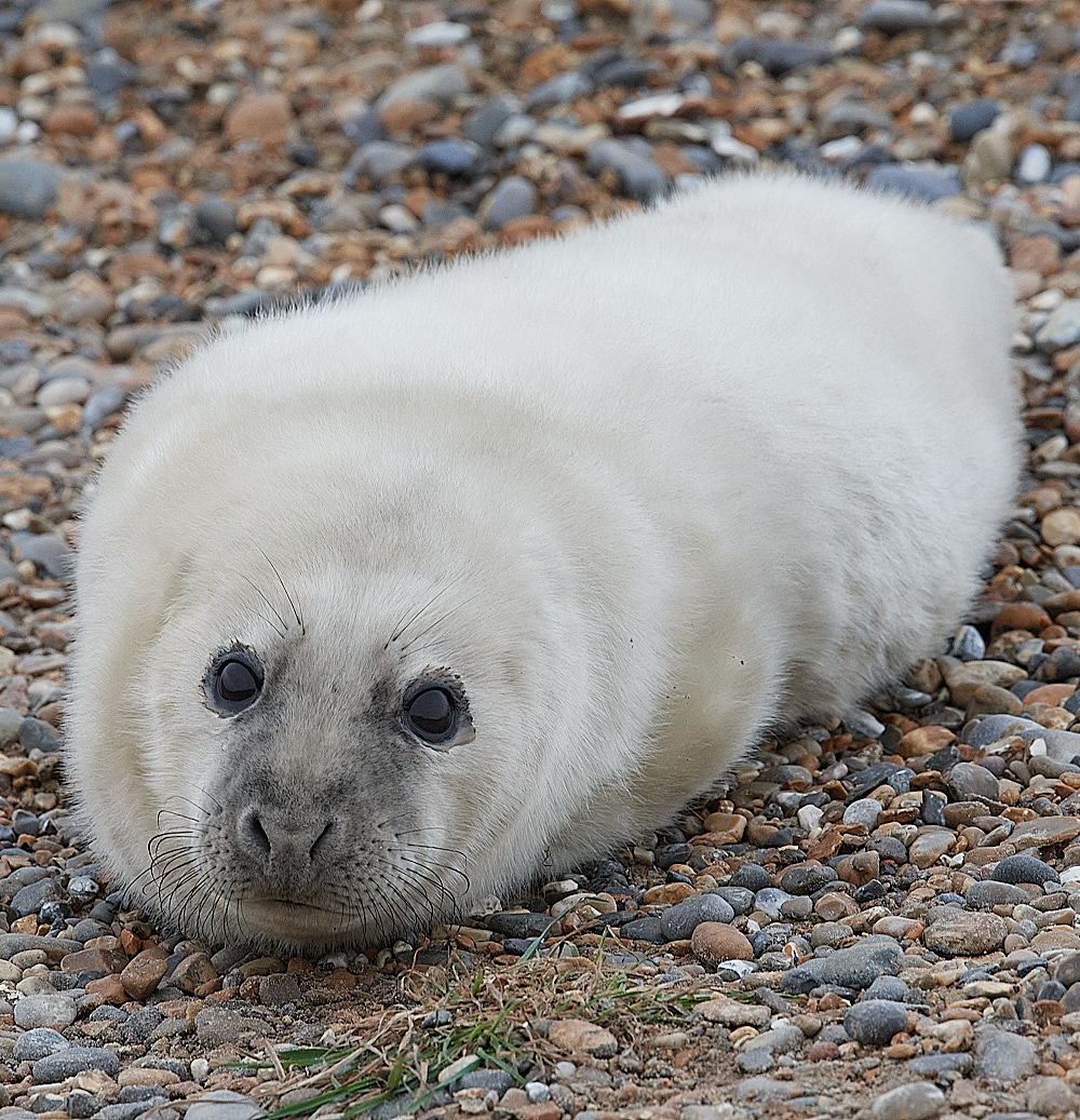 SalthouseSeal071221-9