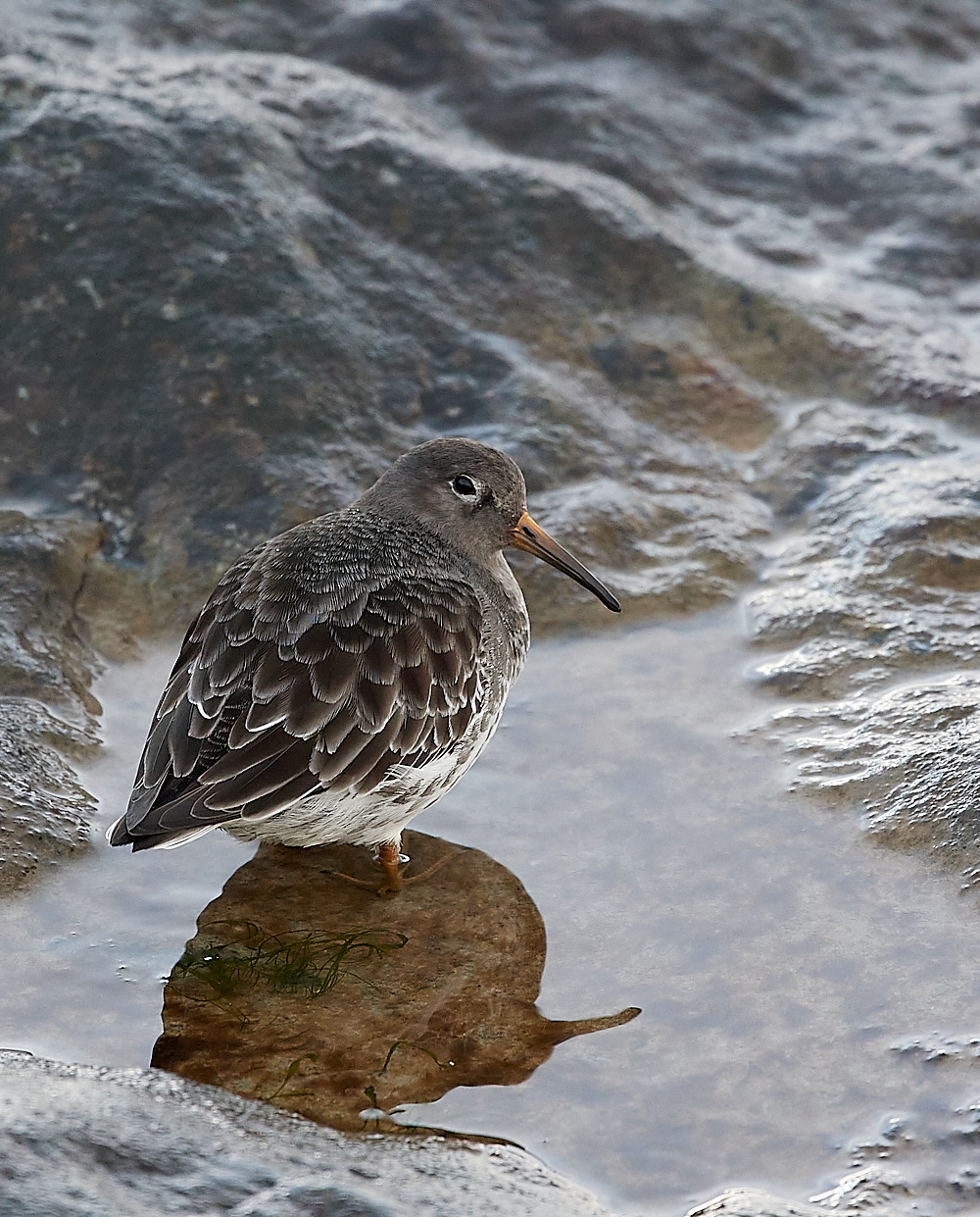 SheringhamPurpleSandpiper281121-1