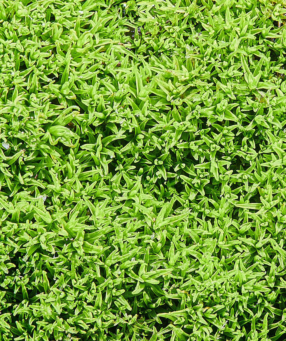 TideswellDaleLesserBird's-clawBeard-moss201121-1l