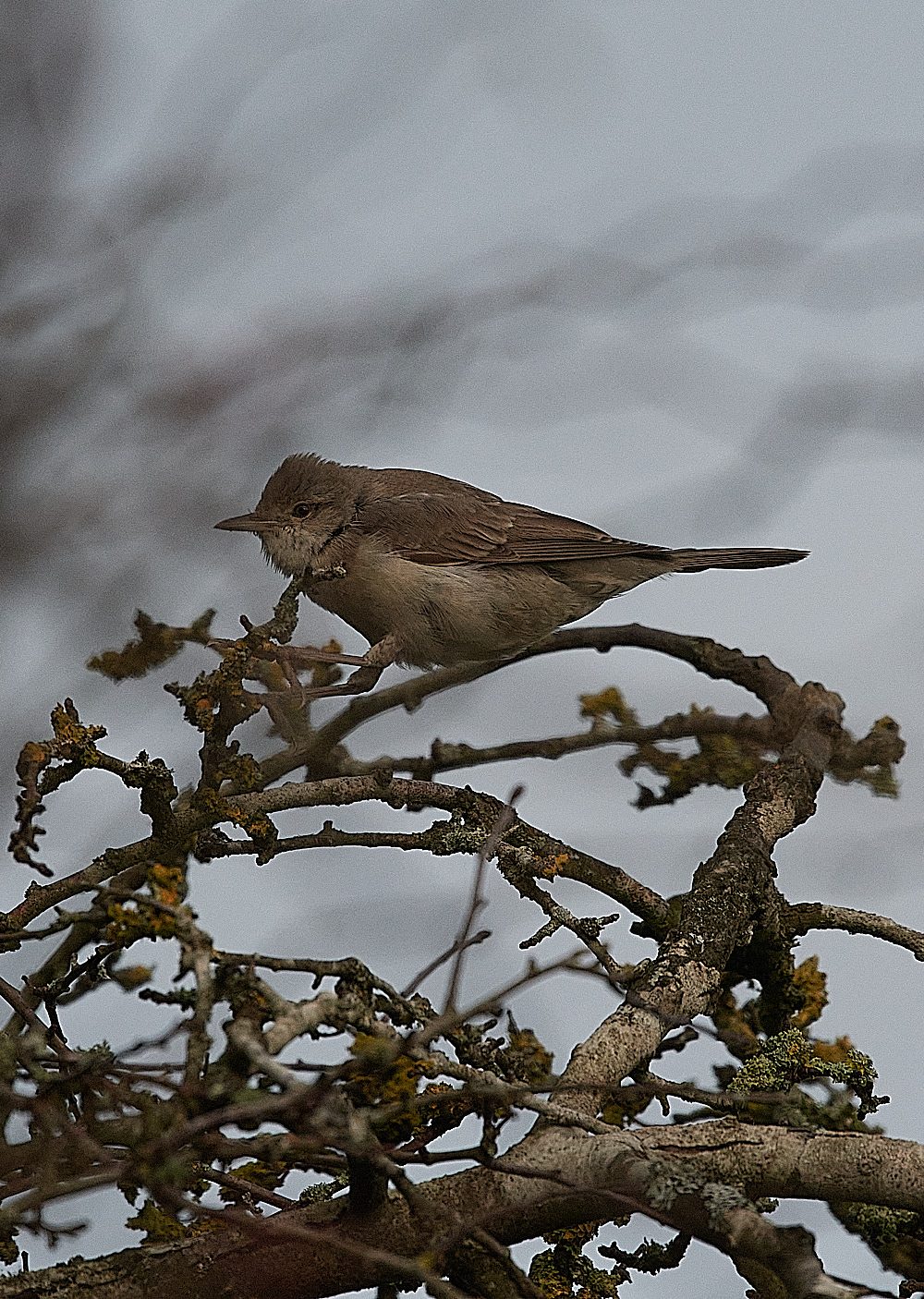WivetonBarredWarbler041221-1