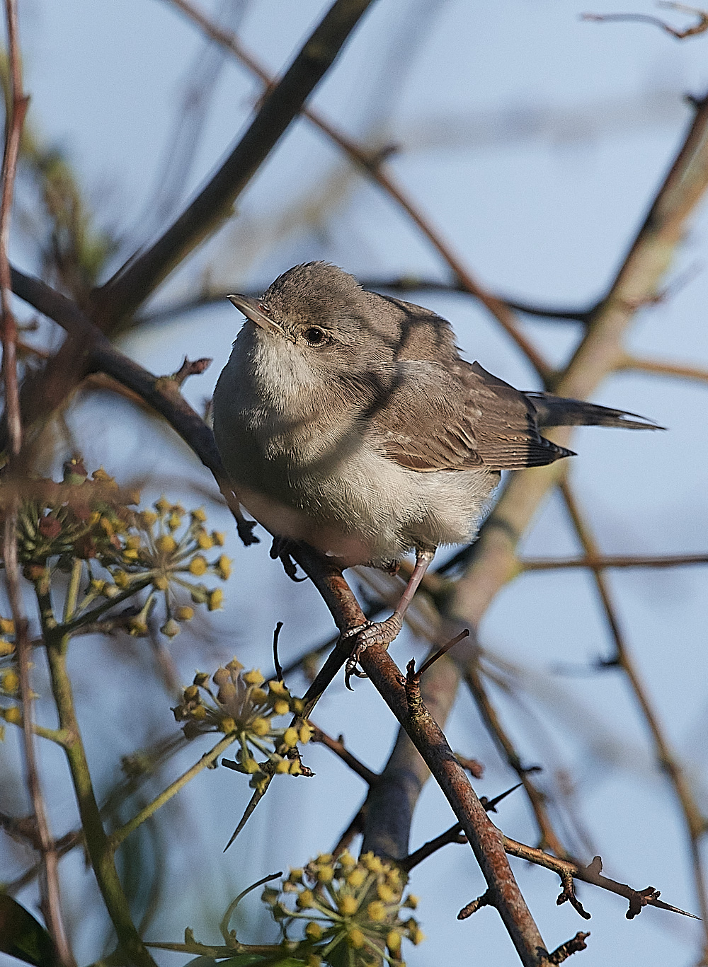 WivetonBarredWarbler041221-10