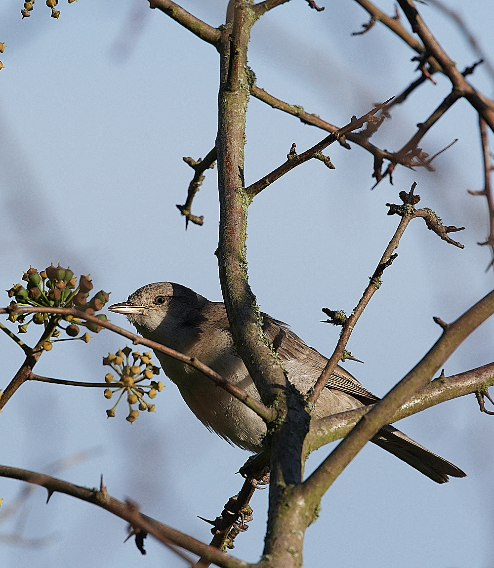 WivetonBarredWarbler041221-11