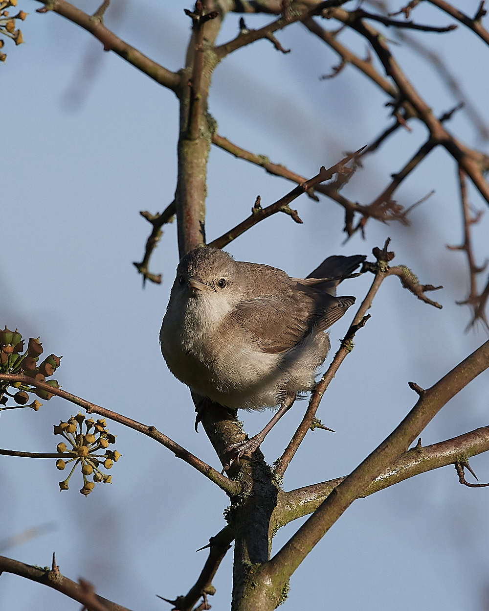 WivetonBarredWarbler041221-12
