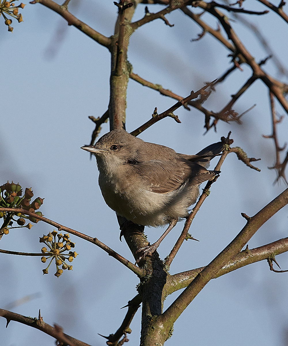 WivetonBarredWarbler041221-13