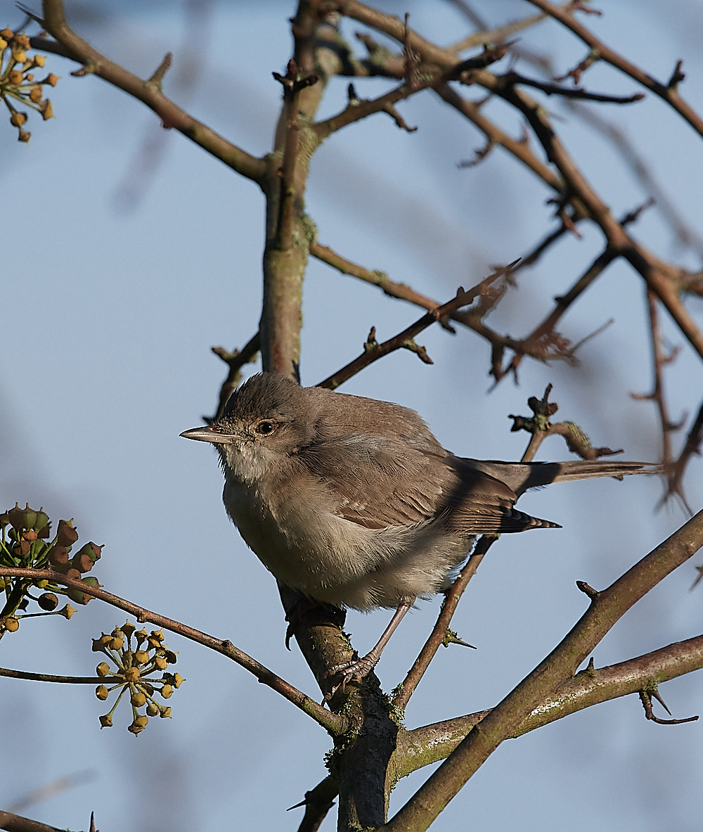 WivetonBarredWarbler041221-16